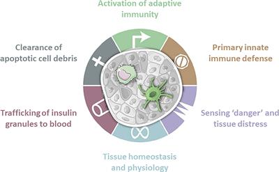 Islet-Resident Dendritic Cells and Macrophages in Type 1 Diabetes: In Search of Bigfoot’s Print